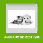 Animaux Domestiques