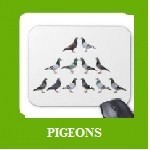 PIGEONS