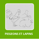 PIGEONS ET LAPINS 
